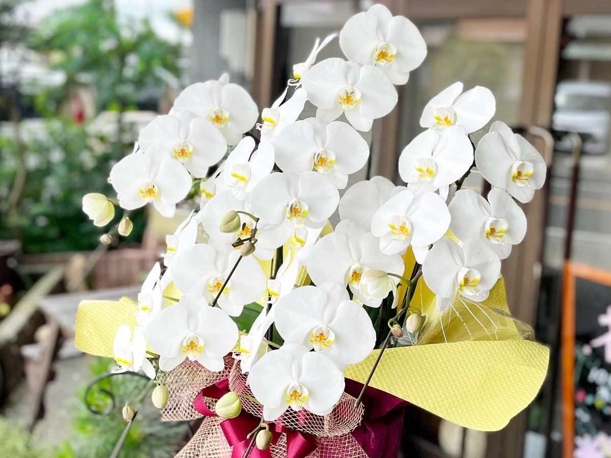 胡蝶蘭 | 豊橋の花屋、フラワーハウスたなべ