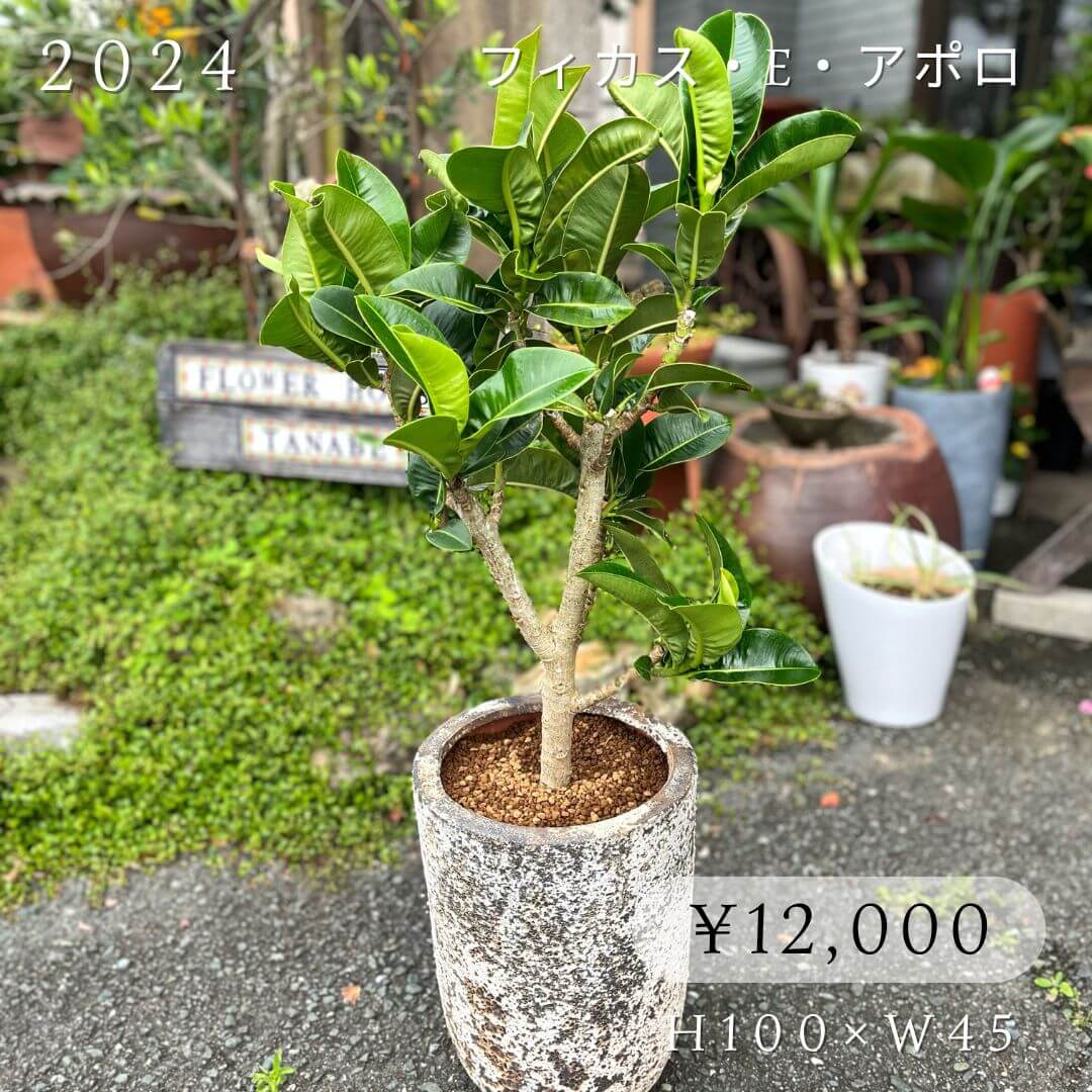 フィカス・E・アポロ12000円