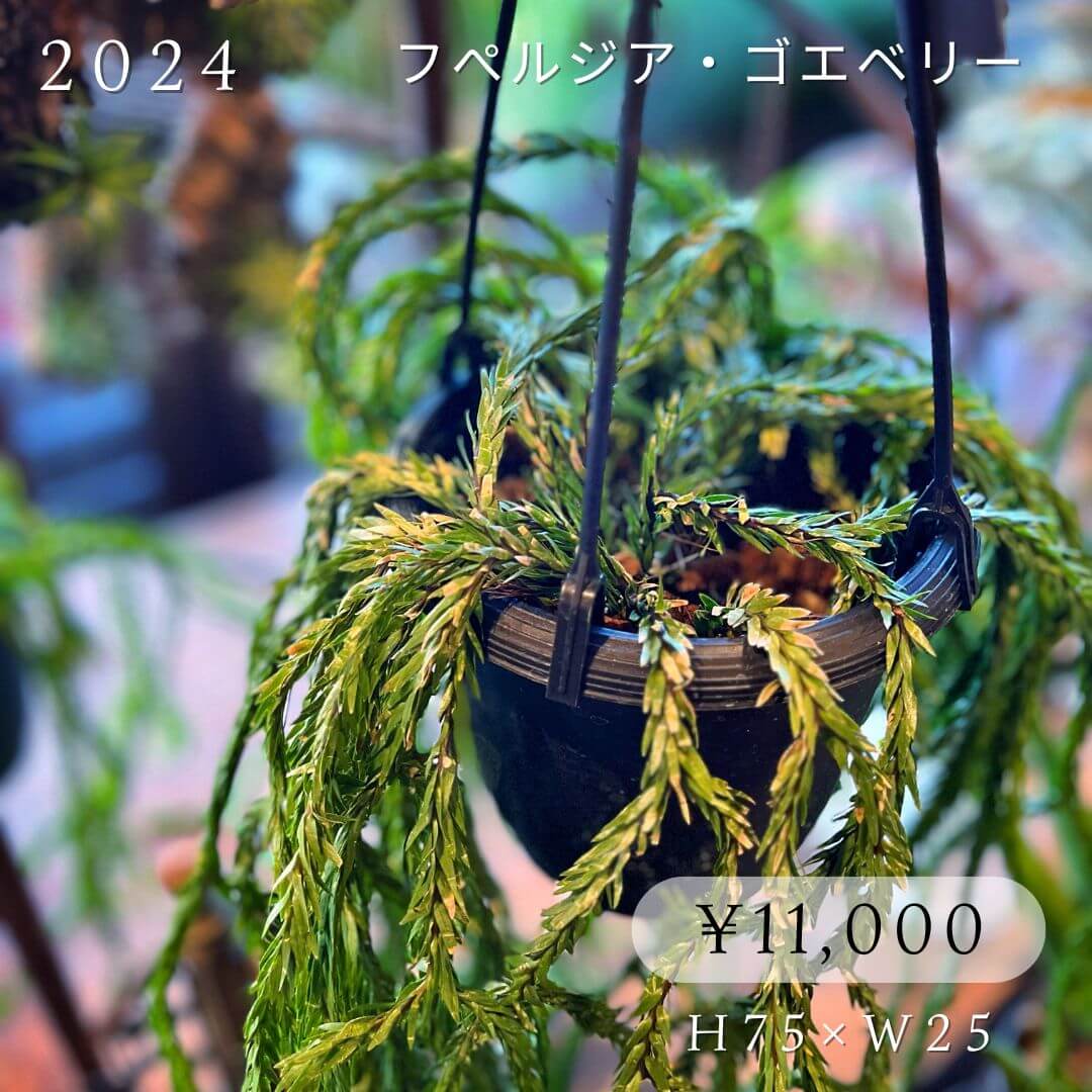フぺルジアゴエベリー11000円