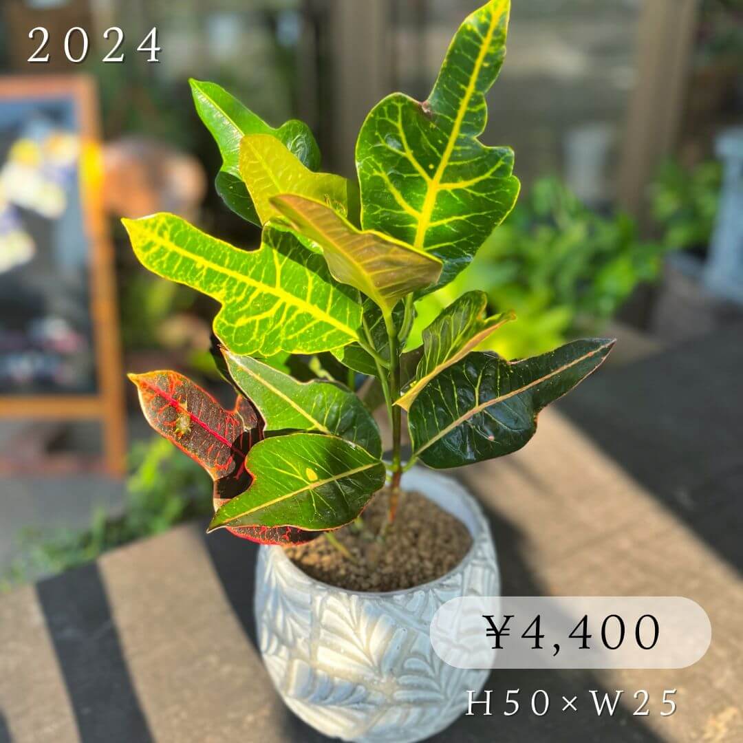 クロトン4400円