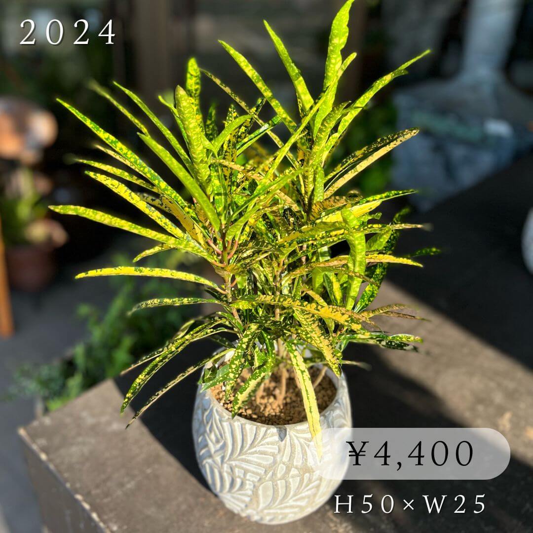 クロトン流星4400円