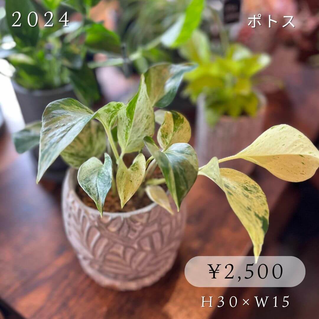 ポトス2500円