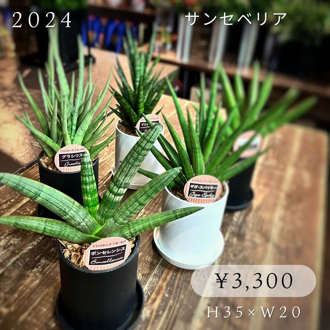 サンセベリア3300円