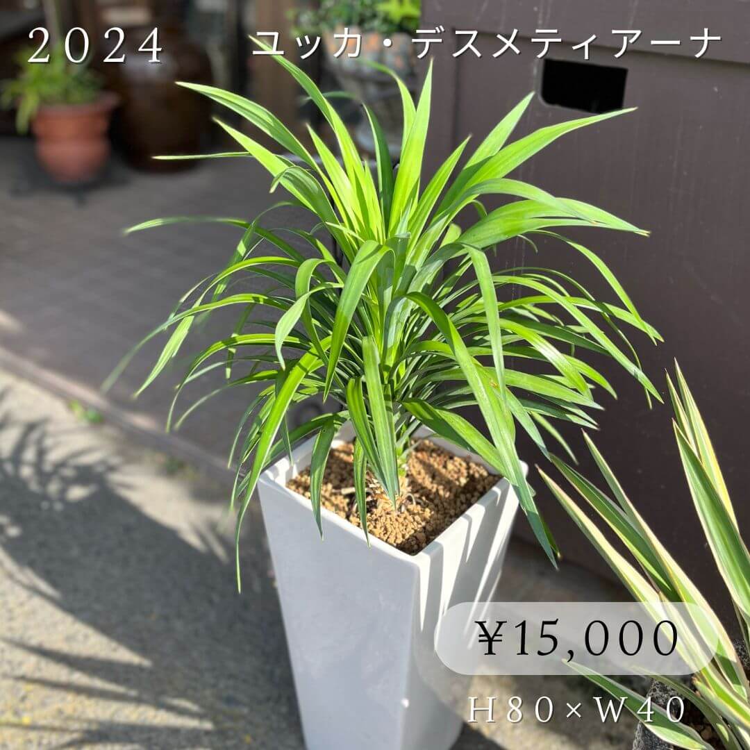 ユッカ・デスメティアーナ15000円