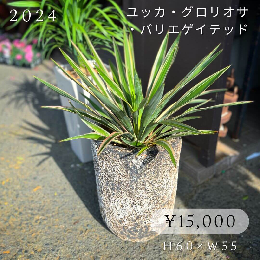 ユッカ・グロリオサ・バリエゲイテッド15000円
