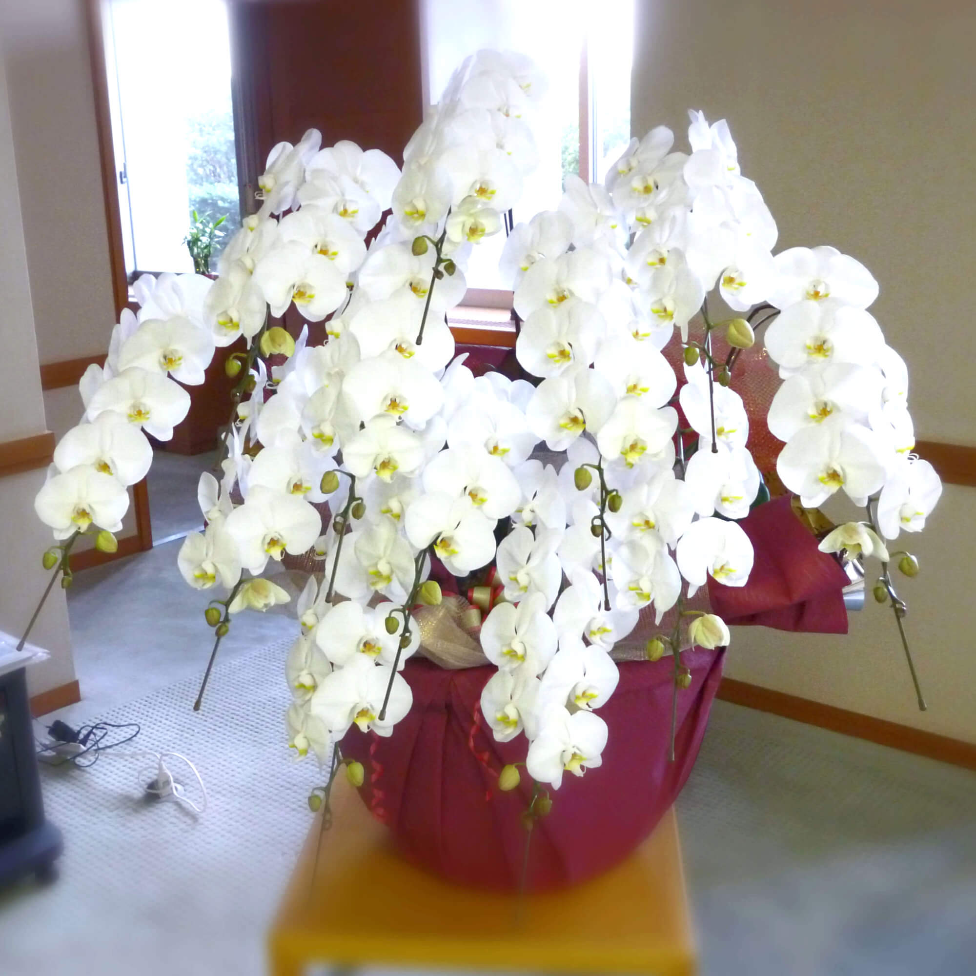 法人 胡蝶蘭 当選祝い
