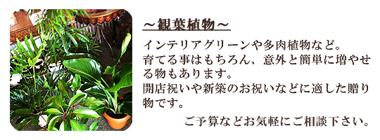 観葉植物/豊橋の花屋、フラワーハウスたなべ