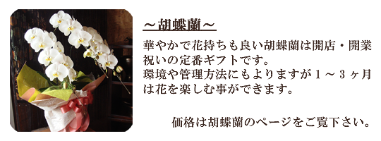 胡蝶蘭 / 豊橋の花屋、フラワーハウスたなべ