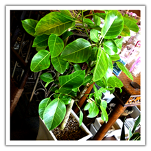 観葉植物｜豊橋の花屋、フラワーハウスたなべ